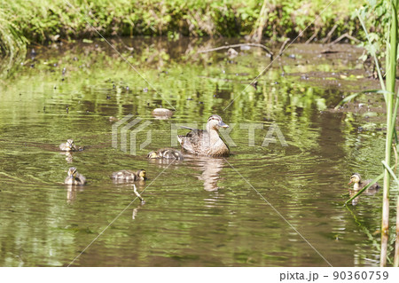 公園の池に住むカルガモの親子 公園の池に住むカルガモの親子 90360759
