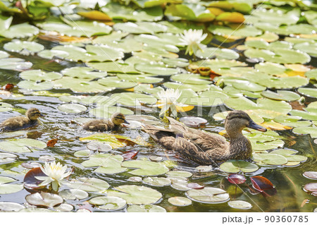 公園の池に住むカルガモの親子 公園の池に住むカルガモの親子 90360785