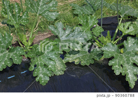 ズッキーニ生育悪い株の除去 ズッキーニ生育悪い株の除去 90360788