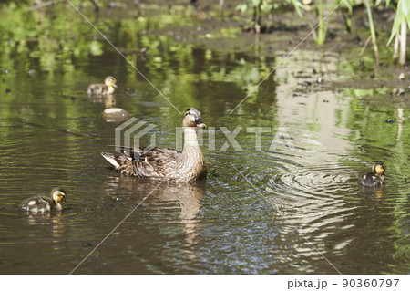 公園の池で暮らすカルガモの親子 90360797
