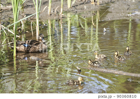 公園の池で暮らすカルガモの親子 90360810