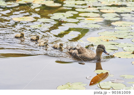 公園の池で泳ぐカルガモの親子 90361009