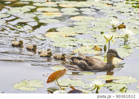 公園の池で泳ぐカルガモの親子 公園の池で泳ぐカルガモの親子 90361012