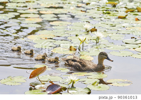 公園の池で泳ぐカルガモの親子 公園の池で泳ぐカルガモの親子 90361013