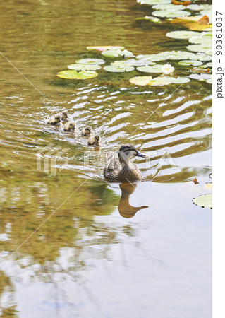 公園の池で泳ぐカルガモの親子 90361037