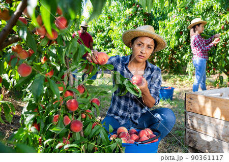 Latina working in farm orchard during peaches harvest 90361117