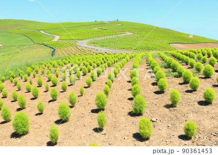 小さなコキア・ひたち海浜公園 90361453