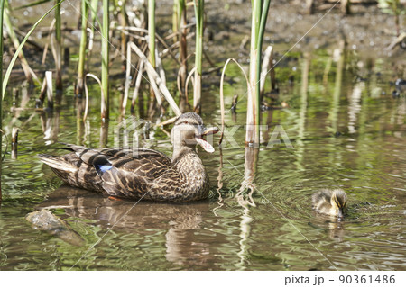 横浜市都筑区せせらぎ公園のカルガモの親子 横浜市都筑区せせらぎ公園のカルガモの親子 90361486
