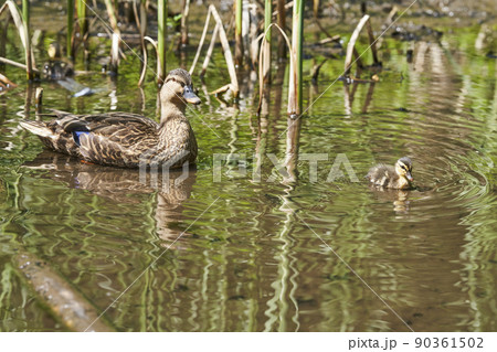 横浜市都筑区せせらぎ公園のカルガモの親子 横浜市都筑区せせらぎ公園のカルガモの親子 90361502