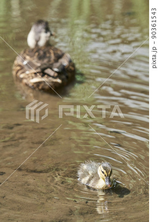 横浜市都筑区せせらぎ公園のカルガモの親子 横浜市都筑区せせらぎ公園のカルガモの親子 90361543