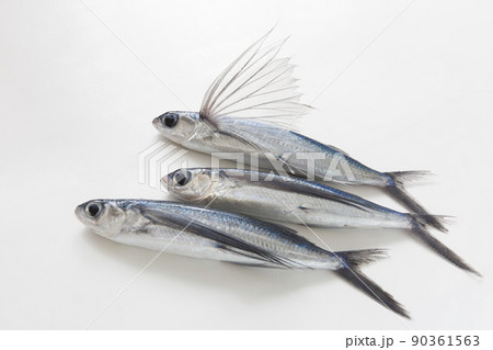 トビウオ　魚　活魚 90361563