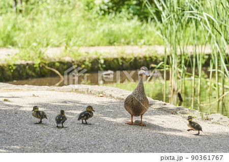 公園で子育てするカルガモ 90361767