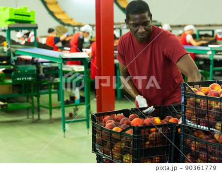 Male warehouse worker loading boxes with peaches Male warehouse worker loading boxes with peaches 90361779