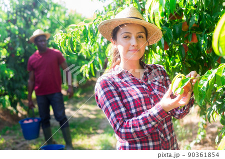 Woman harvesting ripe peaches in his orchard on sunny day Woman harvesting ripe peaches in his orchard on sunny day 90361854