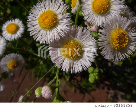 ヒメジオン・ハルジオン 90361858