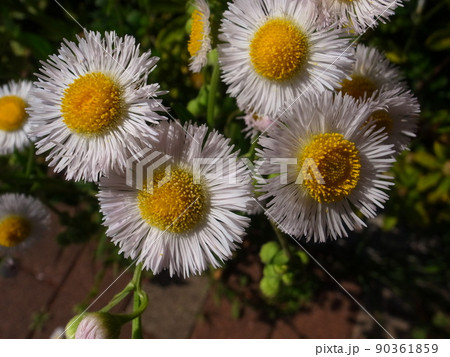 ヒメジオン・ハルジオン 90361859