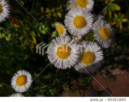 ヒメジオン・ハルジオン 90361860