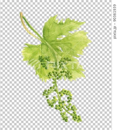 葡萄花蕾帶葉【手繪水彩】白底透明背景 葡萄花蕾帶葉【手繪水彩】白底透明背景 90361939