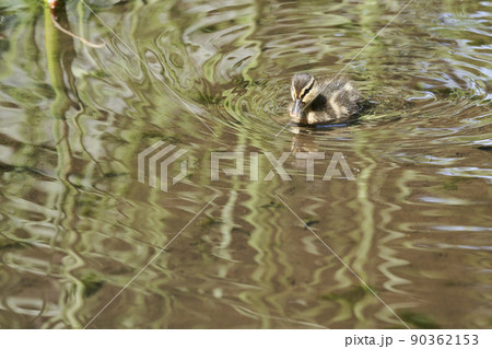 公園で泳ぐカルガモのヒナ 公園で泳ぐカルガモのヒナ 90362153