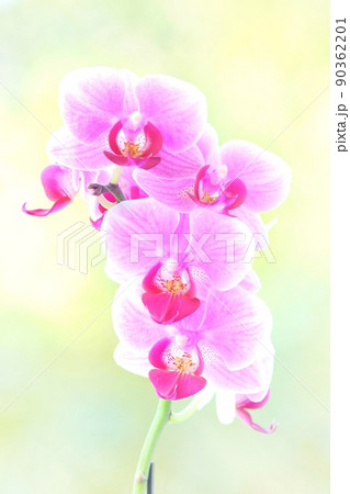 ミニ胡蝶蘭　ピンク色の花　明るい緑の自然背景 90362201