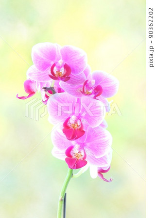 ミニ胡蝶蘭　ピンク色の花　明るい緑の自然背景 90362202