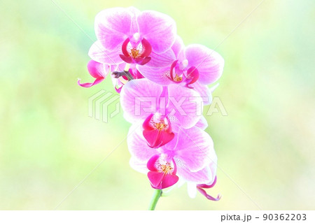 ミニ胡蝶蘭　ピンク色の花　明るい緑の自然背景 90362203