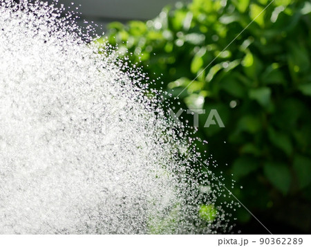 庭にシャワーノズルで水やり【庭】【初夏】【夏】 90362289