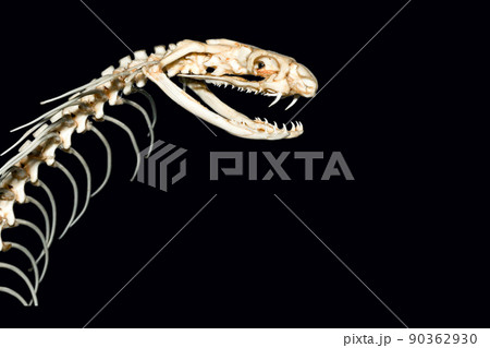 Close up the Skeleton head king cobra snake for pattern bone snake on black background have path 90362930