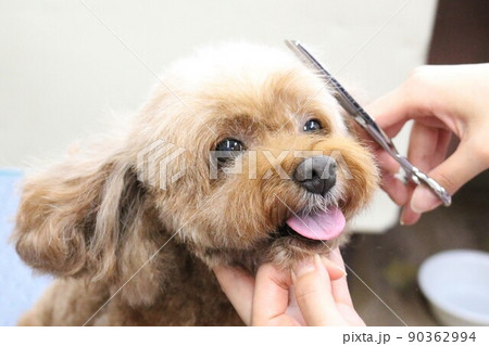 トリミング トリミング 90362994