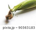 とうもろこし3 90363183