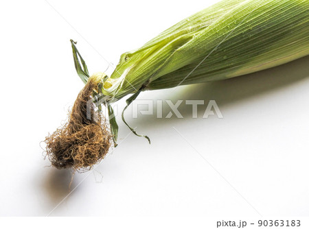 とうもろこし3 とうもろこし3 90363183