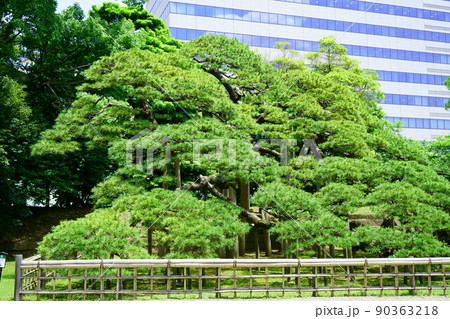 3456　浜離宮恩賜庭園　三百年の松 90363218