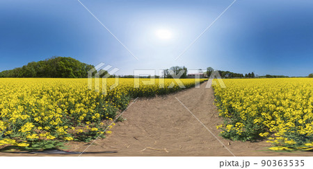 北海道 安平町の菜の花畑（360°VR素材） 90363535