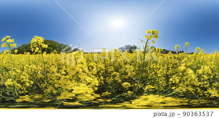 北海道 安平町の菜の花畑(360°VR素材) 北海道 安平町の菜の花畑(360°VR素材) 90363537