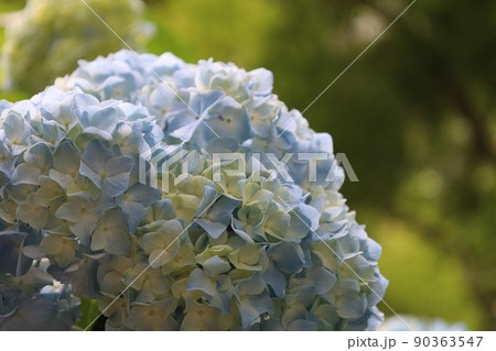 紫陽花 紫陽花 90363547