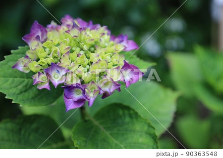 紫陽花 紫陽花 90363548
