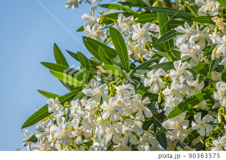 晴天に咲くジャスミンの花 90363575
