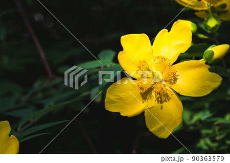 金糸梅(キンシバイ)の花のクローズアップ 90363579