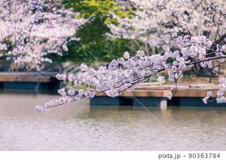 鶴岡八幡宮源氏池の桜 90363784