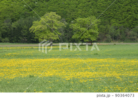 二本の大樹 90364073