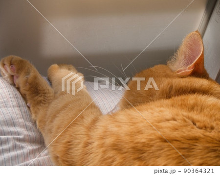 窓際でふて寝するちゃとら柄の猫 90364321
