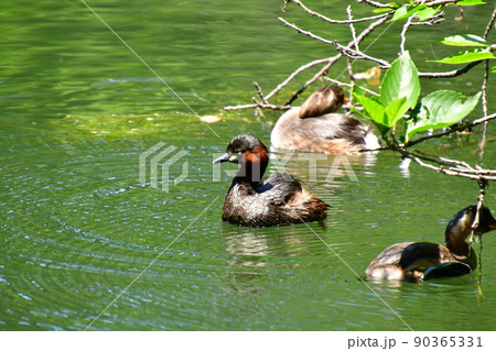 井の頭公園 カイツブリの親子 井の頭公園 カイツブリの親子 90365331