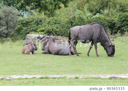 Wildebeest   (Connochaetes) 90365335