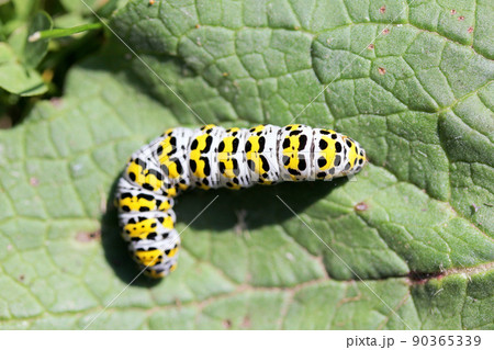 mullein moth (Shargacucullia verbasci) 90365339