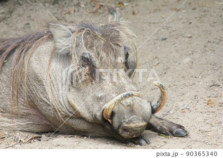 Warthog   (Phacochoerus africanus) 90365340