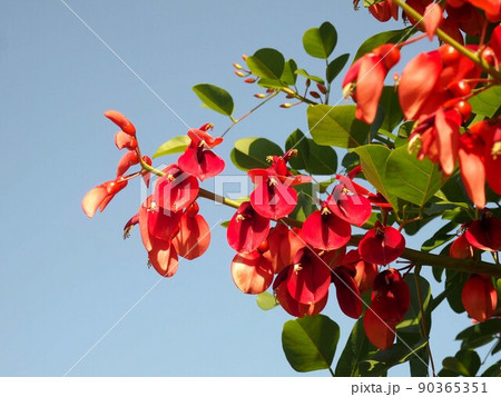 青空と赤い花やつぼみをつけたアメリカデイゴ 90365351