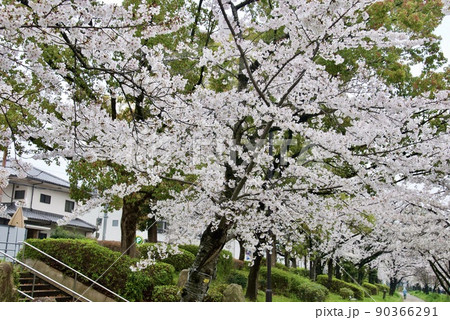 キレイな桜の花びら キレイな桜の花びら 90366291