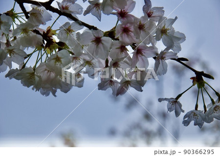 キレイな桜の花びら 90366295