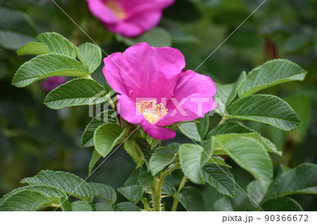 赤紫のハマナスの花 90366672