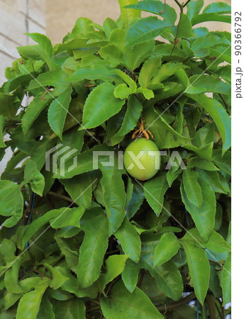 パッションフルーツ 90366792